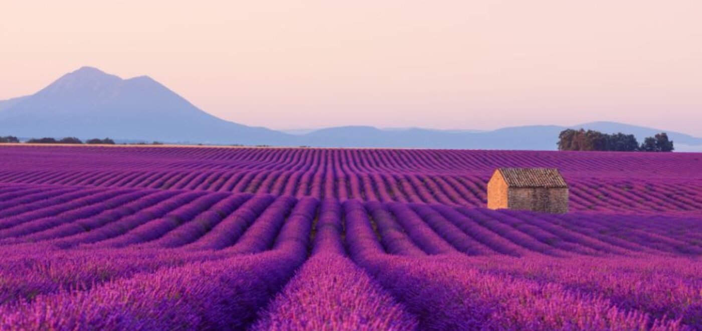 Faire construire une maison neuve à Rocbaron 83136  - champs de lavande