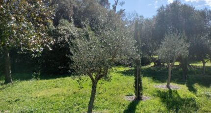Draguignan Maison neuve - 2149871-9891annonce520250506e6kyp.jpeg PCA Maisons