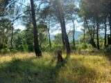 Terrain à bâtir à Barjols (83670) 2109467-9879annonce320250318fipTp.jpeg PCA Maisons