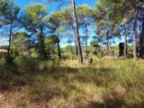 Terrain à bâtir à Montfort-sur-Argens (83570) 2187435-9879annonce5202506118V6ca.jpeg PCA Maisons
