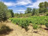 Maison à construire à Montfort-sur-Argens (83570) 2187773-10025annonce720250611LszLI.jpeg PCA Maisons