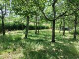 Maison à construire à Régusse (83630) 2284498-10025annonce820250926xzyTy.jpeg PCA Maisons