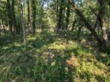 Terrain à bâtir à Trans-en-Provence (83720) 2308359-10025annonce120251016aA0J7.jpeg PCA Maisons