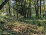 Terrain à bâtir à Trans-en-Provence (83720) 2308359-10025annonce420251016QF0yQ.jpeg PCA Maisons